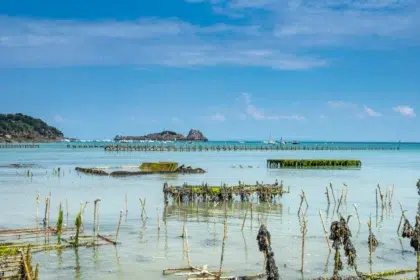 ostreiculture cancale